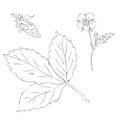 Hand drawn strawberry leaf, flower and berry in freehand retro style. Perfect for stickers, cards, print. Isolated vector