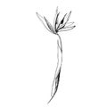 Hand drawn with strelizia flower isolated on white