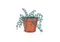 Hand drawn string of pearls plant in a terracotta pot illustration Royalty Free Stock Photo