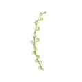Hand drawn string of pearls succulent Royalty Free Stock Photo