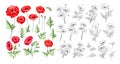 Hand drawn style set of white poppy, botanical illustration of flowers isolated on a white background. White poppies