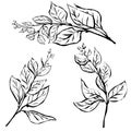 Hand drawn stylized black sketch with Shoots of Tree