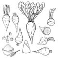 Sugar beet. Vector illustration