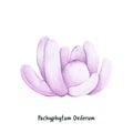 Hand drawn sugaralmond plant succulent