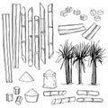 Sugarcane. Vector illustration