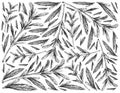 Hand Drawn of Summer Savory on White Background