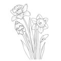 Hand drawn sun flower collection of daffodil flower bouquet, daffodil flower outline drawing line art flower Royalty Free Stock Photo