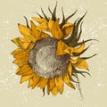 Hand drawn sunflower Royalty Free Stock Photo