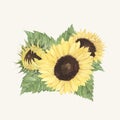 Hand drawn sunflower isolated on beige background Royalty Free Stock Photo