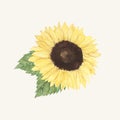 Hand drawn sunflower isolated on beige background Royalty Free Stock Photo