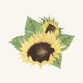 Hand drawn sunflower isolated on beige background Royalty Free Stock Photo