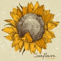 Hand drawn sunflower Royalty Free Stock Photo