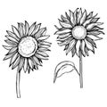 Hand drawn sunflower.  Vector sketch illustration Royalty Free Stock Photo