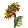 Hand Drawn Sunflower. Yellow Wildflower In Sketch Style, Sunny Blossom With Black Seeds Leaves And Petals Colored