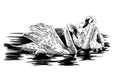 Hand drawn swan, sketch graphics monochrome illustration