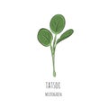 Hand drawn tatsoi micro greens. Vector illustration in sketch style isolated on white background