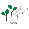 Hand drawn tatsoi micro greens. Vector illustration in sketch style isolated on white background.