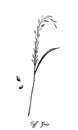 Hand Drawn of Teff or Williams Lovegrass Royalty Free Stock Photo