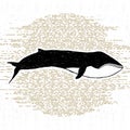 Hand drawn textured icon with fin whale vector illustration Royalty Free Stock Photo