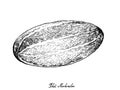 Hand Drawn of Thai Muskmelon on White Background