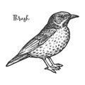 Hand drawn thrush or turdidae animal sketch.