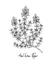 Hand drawn thyme in bloom vector illustration isolated on white. Botanical herbal plant in vintage sketch style. Thymus vulgaris