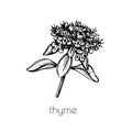 Hand drawn thyme sketch. Vector graphic illustration. White background.Spring flower line art.