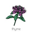 Hand drawn thyme sketch. Vector graphic illustration. White background.Spring flower line art.