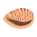 Seashell Tiger Cowrie Hand drawn. Cartoon style flat illustration seashell isolated on white background.