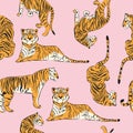 Hand drawn tiger seamless pattern, big cats in different position, orange tigers on pink, exotic background, flat vector Royalty Free Stock Photo