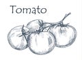 Hand drawn tomato over white background