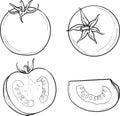 A hand-drawn tomato. A set of sketches with sliced tomatoes, a slice of tomato. The vector illustration is isolated on a white Royalty Free Stock Photo