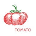 Hand Drawn Tomato Sketch Vector