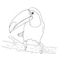 Hand-drawn toucan. Black and white line sketch.