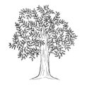 Hand drawn tree with leaves, natural plant sign, vector