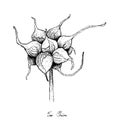 Hand Drawn of Tree Onion on White Background