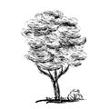 Hand drawn tree. Pencil sketch in black and white.