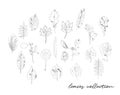 Leaves collection vector sketch illustration. Royalty Free Stock Photo