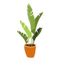 Hand drawn tropical banana home plants. modern and elegant home decor