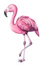 Pink flamingo bird watercolor illustration.