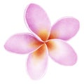 Hand drawn tropical flower modern illustration. Trendy gradient textured Plumeria drawing.