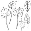 Hand drawn tropical flowers.Anthurium.Vector sketch illustration