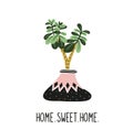 Hand drawn tropical house plants. Scandinavian style illustration, with lettering - `home sweet home` and crassula.