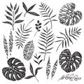 Hand Drawn Tropical Leaves Set Royalty Free Stock Photo