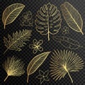 Hand drawn tropical leaves silhouette vector set. Set Leaf. Exotics. Vintage vector botanical illustration.