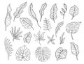 Hand drawn tropical leaves sketch shapes Royalty Free Stock Photo