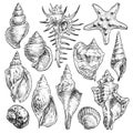 Hand drawn tropical marine seashells. Black and white graphic vector illustration. Royalty Free Stock Photo