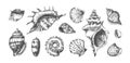 Hand drawn tropical marine seashells. Black and white sketch of bivalves or spiral clamshells. Underwater inhabitants