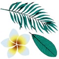 Hand drawn tropical plant collection. Sketch exotic leaves and flowers. Set Palm leaves and Plumeria, Frangipani. Royalty Free Stock Photo