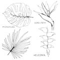Hand drawn tropical plant icons. Sketch exotic leaves and flowers. Monstera, palm leaves, strelitzia, heliconia. Royalty Free Stock Photo